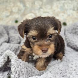 Reese - Chocolate, tan and white female Yorkshire Terrier puppy in Mountain Grove, Missouri from Precious Puppies