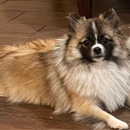 Barbi - Pomeranian