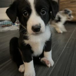 Miniature Australian Shepherd Puppies from B my Sunshines Mini Aussies