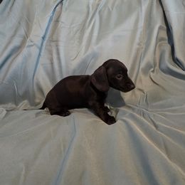 Dachshund Puppies from RR Kennels