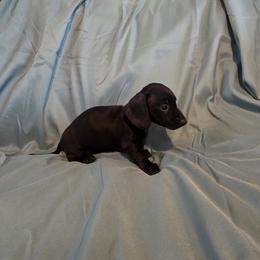 Dachshund Puppies from RR Kennels