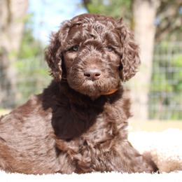 Artemis - Chocolate female Labradoodle puppy in Grants Pass, Oregon from Oregon Valley Pups