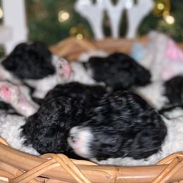 Goldendoodle and Poodle Puppies from Elizabeth Rocha's Doodles
