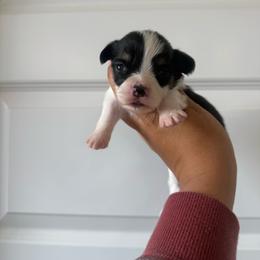 Cash - Black and tan male Pembroke Welsh Corgi puppy in Red Bluff, California from Wilder Ranch Corgis