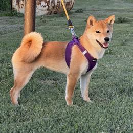 Sadie - Red female Shiba Inu puppy in Trenton, Nebraska from Prairie Shibas