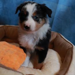 Schroeder - Blue merle male Miniature Australian Shepherd puppy in Macomb, Missouri from Faunus Farms and Aussies