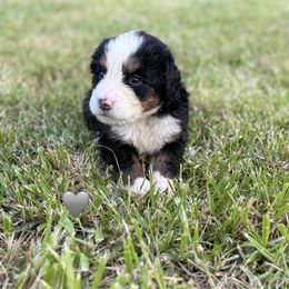 Gray girl - Black rust and white female Bernese Mountain Dog puppy in Blacksburg, Virginia from Blacksburg Berners