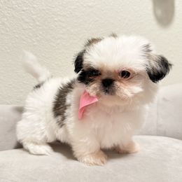 Girl (Pink Bow) - Black gold and white female Shih Tzu puppy in National City, California from NCStellarPuppies
