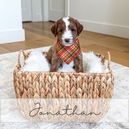Jonathan - Red  male Goldendoodle puppy in Bell Buckle, Tennessee from Precious Puptown Doodles