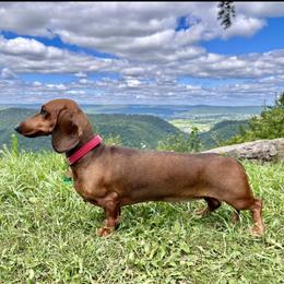 Doris - Dachshund