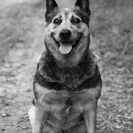 Australian Cattle Dogs from Michaela Ebarb