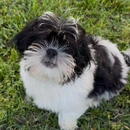 Figaro - Black and tan male Shih Tzu puppy in Russellville, Kentucky from The Patriot Tzu