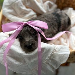 Light pink - Merle female Goldendoodle puppy in Ranger, Georgia from Muscadine Meadows Poodles and Doodles