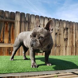French Bulldogs and Havanese from Havaneses de Santillan