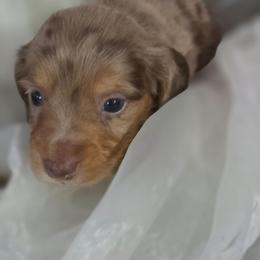 Biscotti - Fawn (Isabella) male Dachshund puppy in Arthur, Illinois from Dachs and Poms