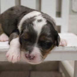 Female 1 - Merle female Bernedoodle puppy in Belgreen, Alabama from Scott’s Farm Poodles and Doodles