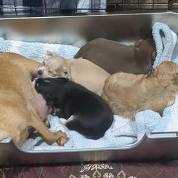 Girl 3 - Black and white female Chihuahua puppy in Topeka, Kansas from Barbie's Baby Chihuahuas