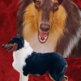 Velvet - Collie