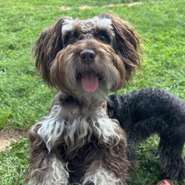 Brooke - Miniature Schnauzer