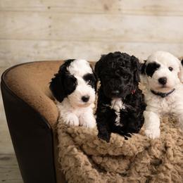 Goldendoodles from Bishop Golden Doodles
