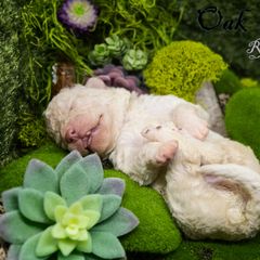 Mudi and Silken Windhound Puppies from Oak & Soul (Oak Creek) Silken Windhounds and Mudi