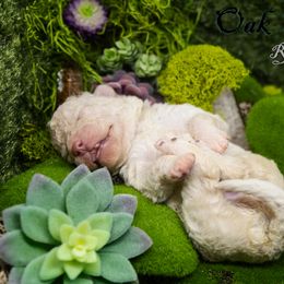 Mudi and Silken Windhound Puppies from Oak & Soul (Oak Creek) Silken Windhounds and Mudi