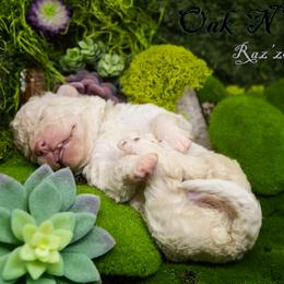 Mudi and Silken Windhound Puppies from Oak & Soul (Oak Creek) Silken Windhounds and Mudi