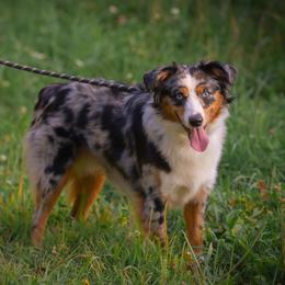 Kauai - Miniature American Shepherd