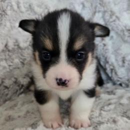 MM-6 - Black and tan male Pembroke Welsh Corgi puppy in Ely, Minnesota from RJ's Corgis