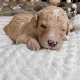 Brown Collar - Fawn and white male Sheepadoodle puppy in Indiahoma, Oklahoma from Farm Fresh Doodles