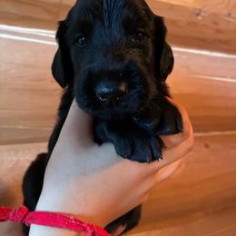 Washington - Black male Flat-Coated Retriever puppy in Park Rapids, Minnesota from Catori