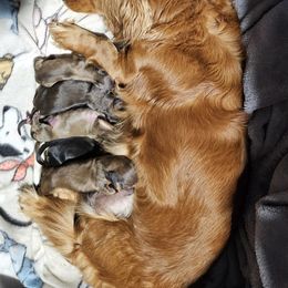 Dachshund puppies from Alissa's Dachshunds