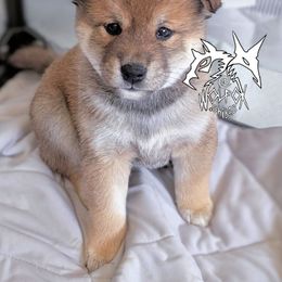 Ryu - Red male Shiba Inu puppy in California from WOLFOX shiba inu