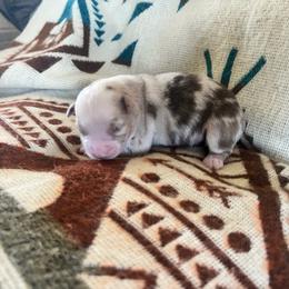 Phoebe - Red merle female Miniature Australian Shepherd puppy in Bethany, Illinois from Rachel at Marrowbone Creek Aussies
