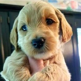 Labradoodle Puppies from 101 Labradoodles