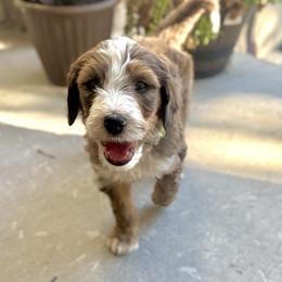 Patch - Brown and white male Bernedoodle puppy in Springville, Utah from Oodles of Bernedoodles