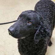 Curly-Coated Retriever All Grown Up from Kurly Kreek