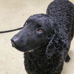 Curly-Coated Retriever All Grown Up from Kurly Kreek