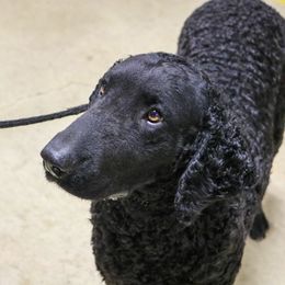 Curly-Coated Retriever All Grown Up from Kurly Kreek