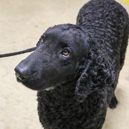 Curly-Coated Retriever All Grown Up from Kurly Kreek