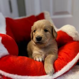 Bella - Golden female Golden Retriever puppy in Seville, Ohio from Retriever Ranch