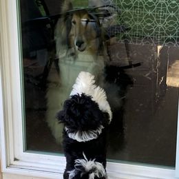 Havanese Puppies from Endearing Havanese