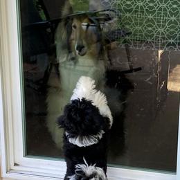 Havanese Puppies from Endearing Havanese