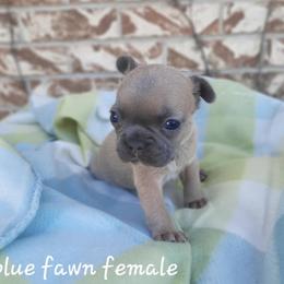 Girl 3 - Blue fawn female French Bulldog puppy in Nixa Or Houston, Missouri from Pistol Creek Puppies