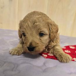 Boy 3 - Cream male Maltipoo puppy in Nokomis, Florida from Sunset Farm Florida