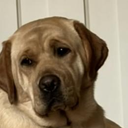 Labrador Retrievers from Westwind Labradors