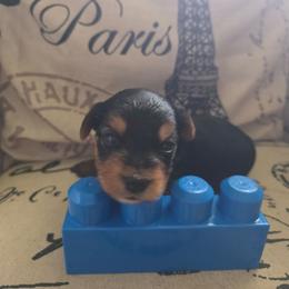 Blue Boy - Black and tan male Yorkshire Terrier puppy in St. Louis, Missouri from Yorkieville - Shih Tzu Nation