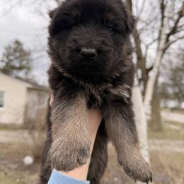 Bashful - Black and red male German Shepherd puppy in Perrysburg, Ohio from Fancy GSDs