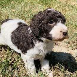 Goldendoodle and Sheepadoodle Puppies from Paw City Doodles