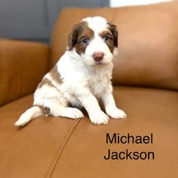 Royal blue collar - Parti male Assorted Doodle Crosses puppy in Springville, Utah from JW Doodles